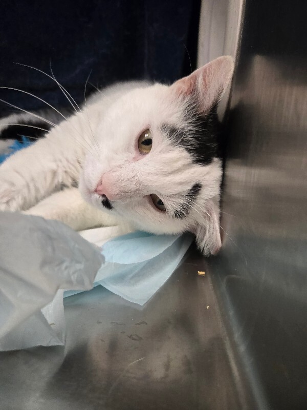 View Gondolo the Cat Photo #2