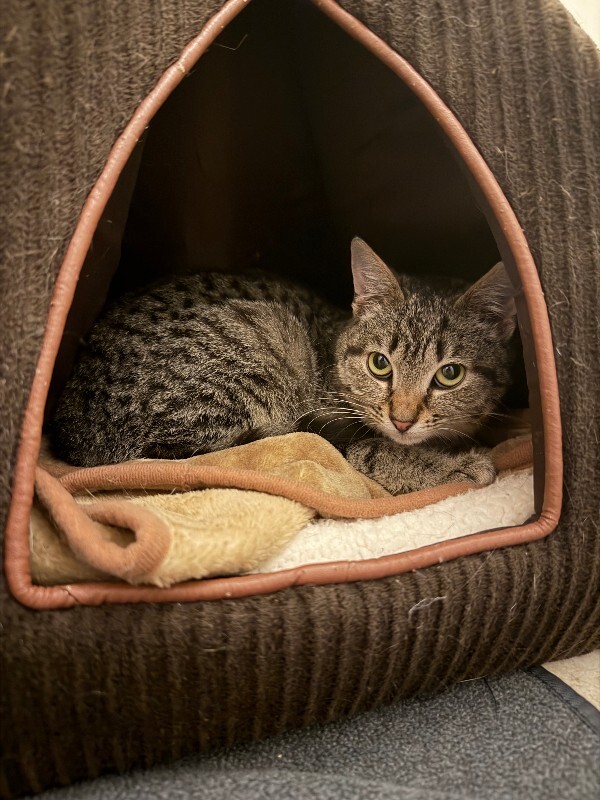 View Deedee the Cat Photo #2