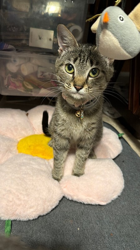 Learn More About Deedee Deedee - Cat