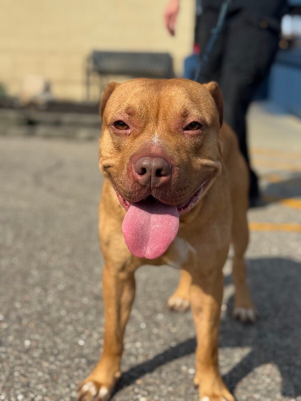 View Packard the Dog Photo #2