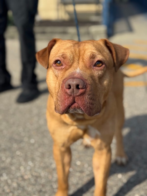 View Packard the Dog Photo #4