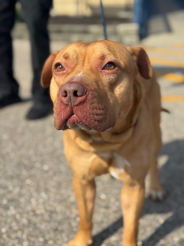 View Packard the Dog Photo #3