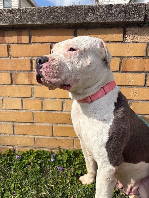 View Lizzie Mcguire the Dog Photo #3