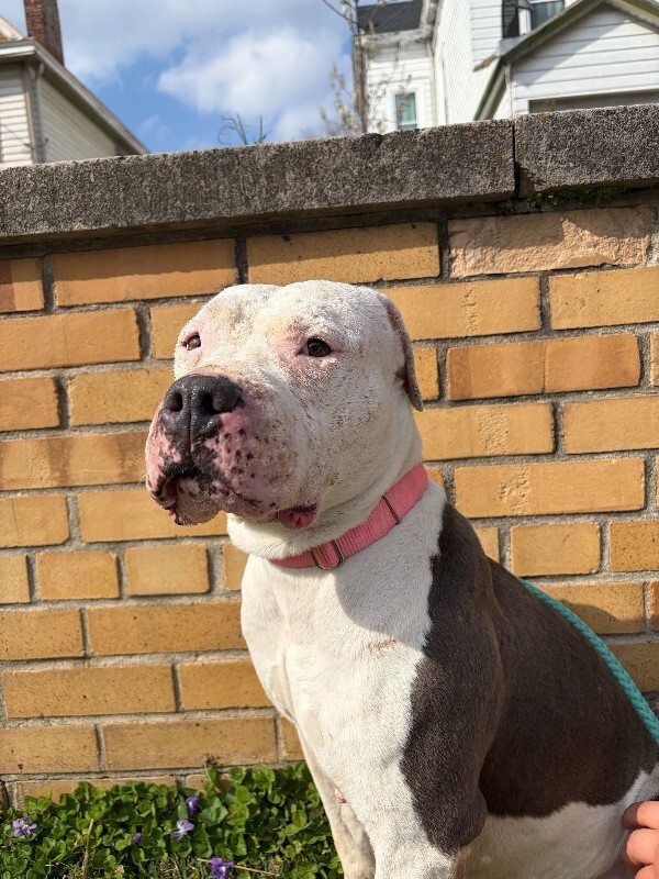 View Lizzie Mcguire the Dog Photo #7