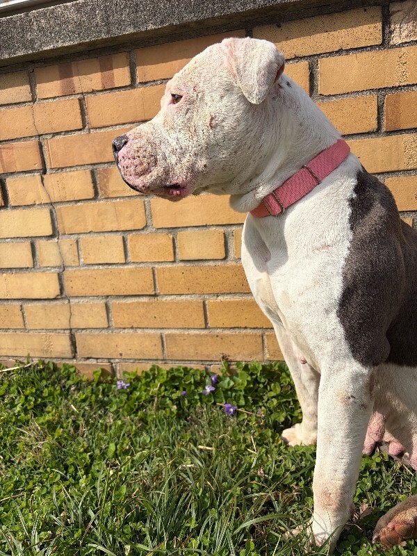 View Lizzie Mcguire the Dog Photo #6