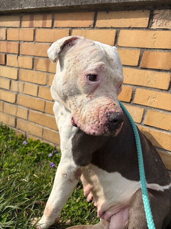 View Lizzie Mcguire the Dog Photo #8