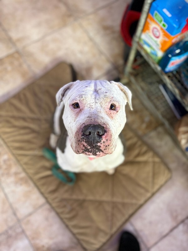 View Lizzie Mcguire the Dog Photo #5