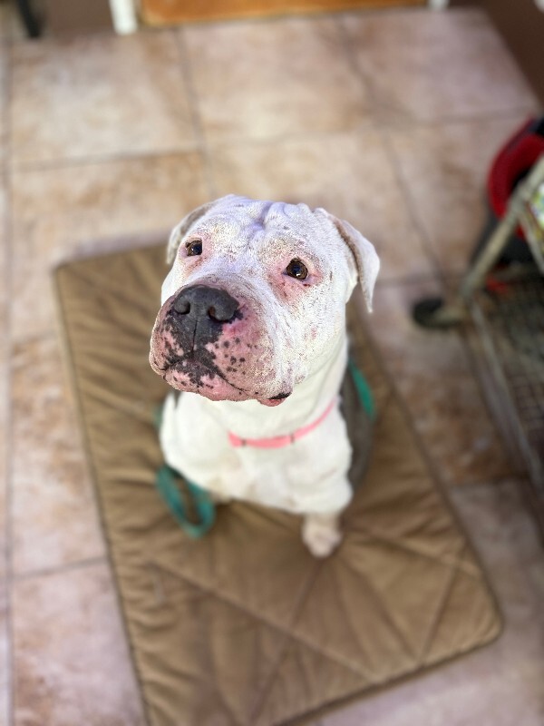 View Lizzie Mcguire the Dog Photo #2