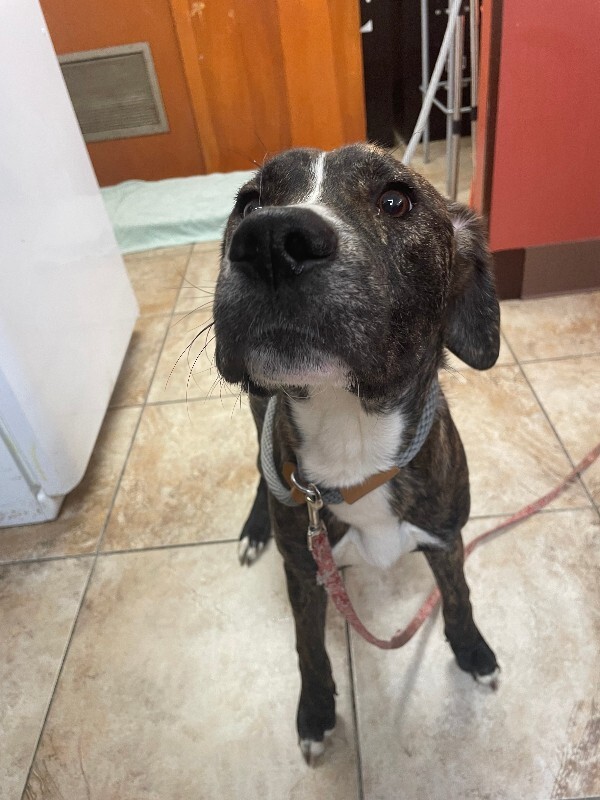 Kentucky Fried Chicken