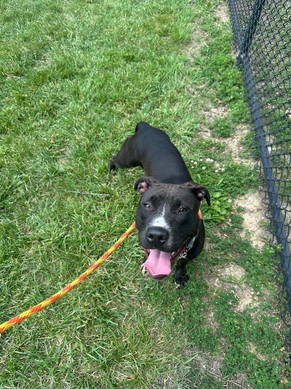 View Juno the Dog Photo #14