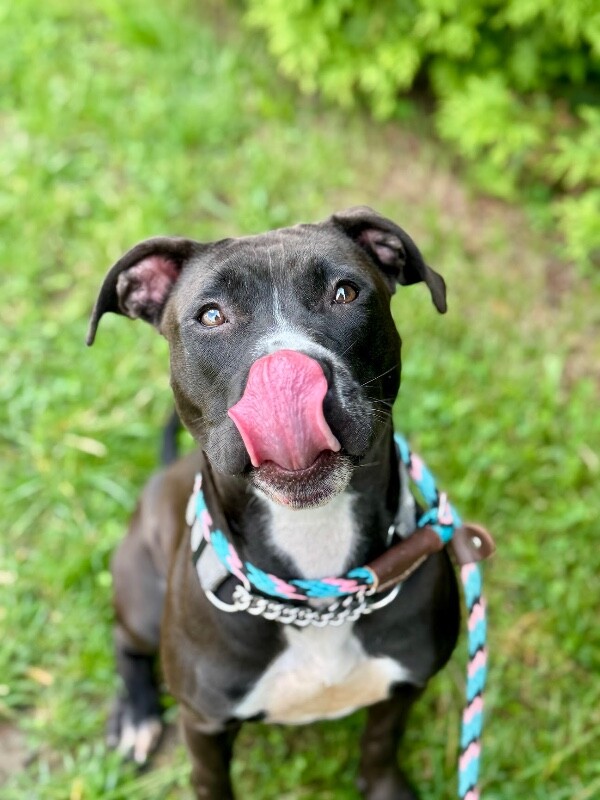 View Juno the Dog Photo #10