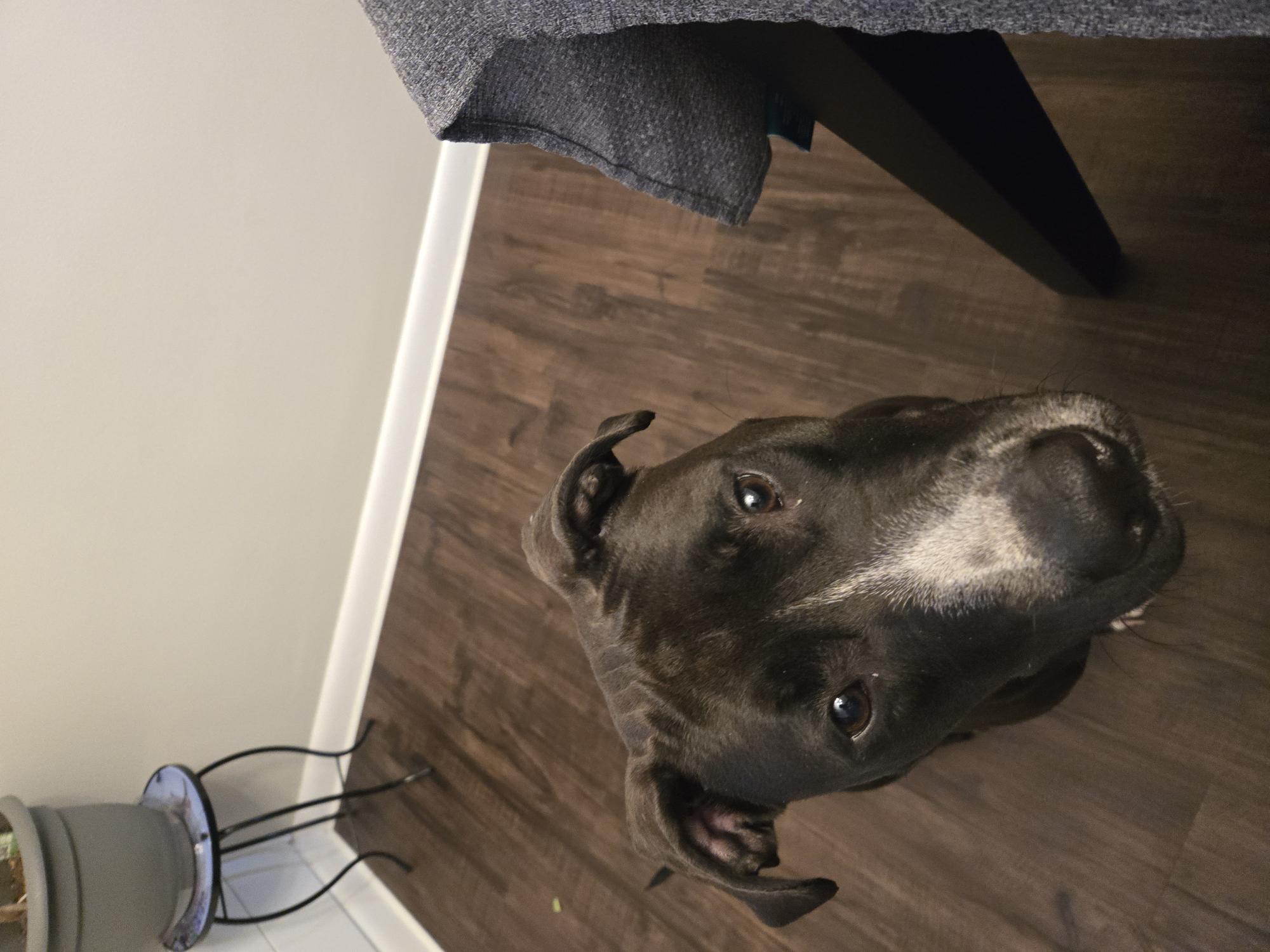 View Juno the Dog Photo #17