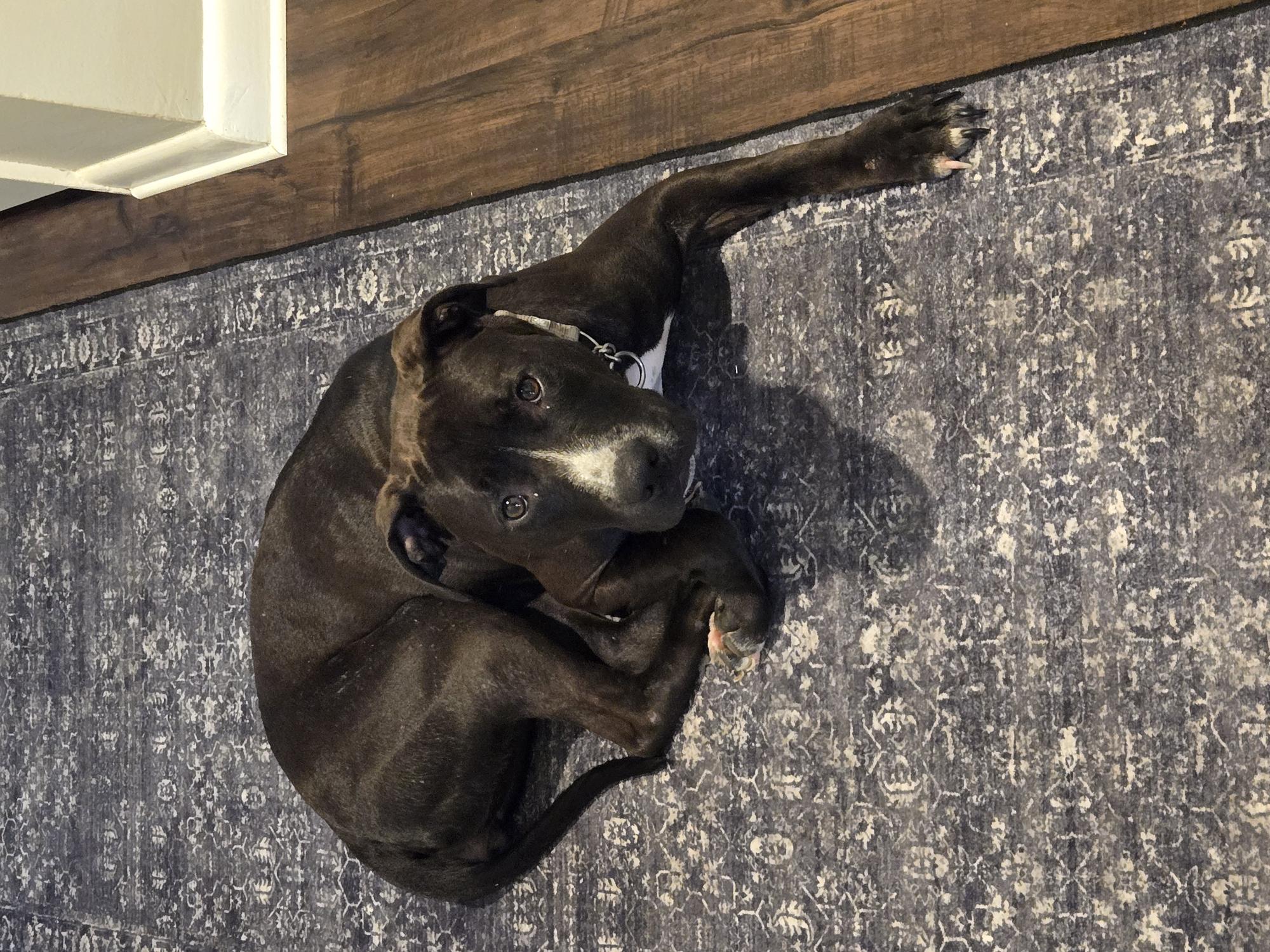 View Juno the Dog Photo #18