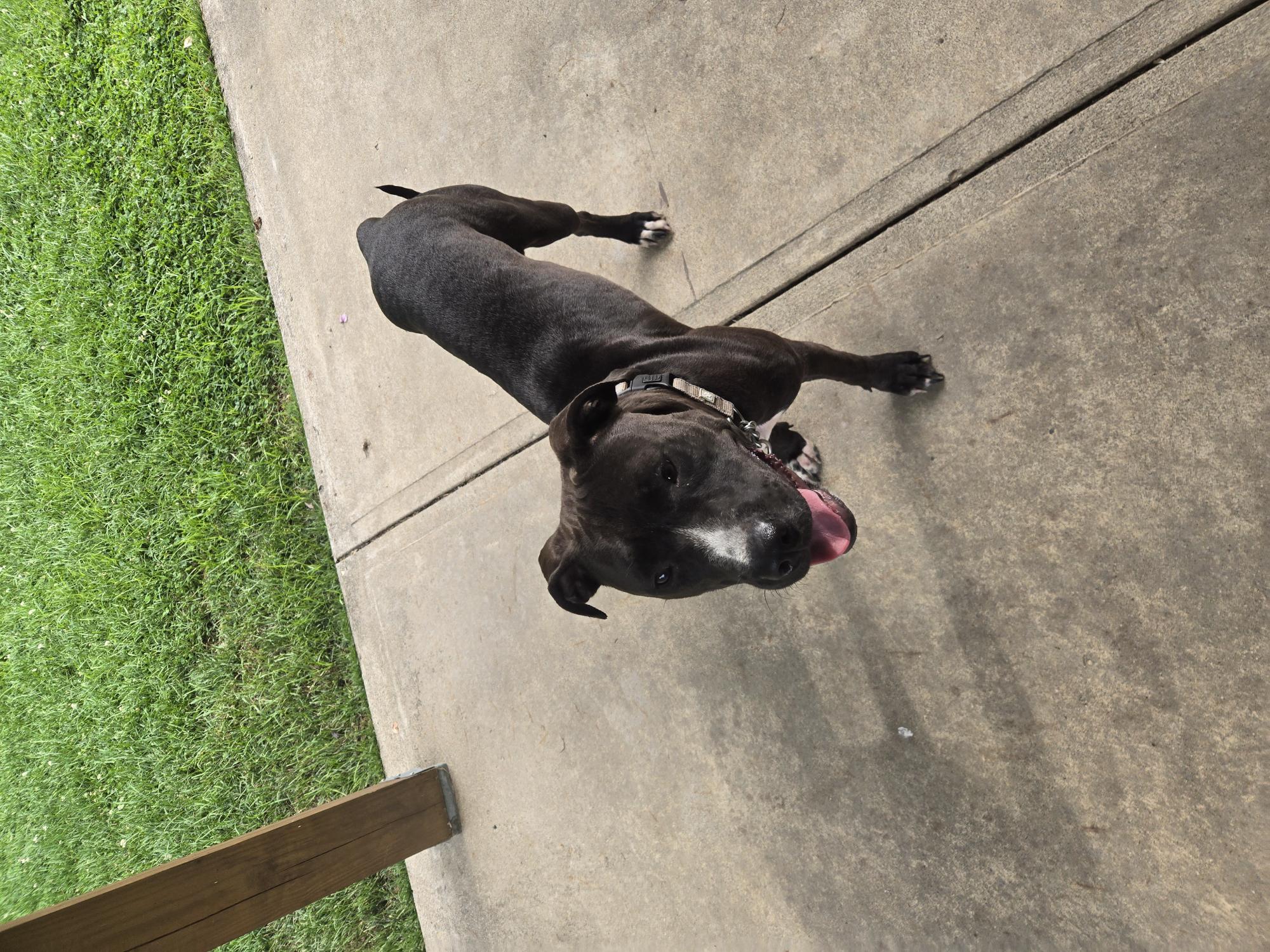 View Juno the Dog Photo #22