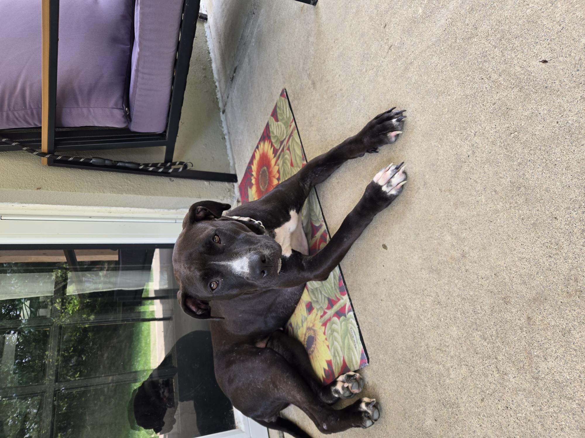 View Juno the Dog Photo #20