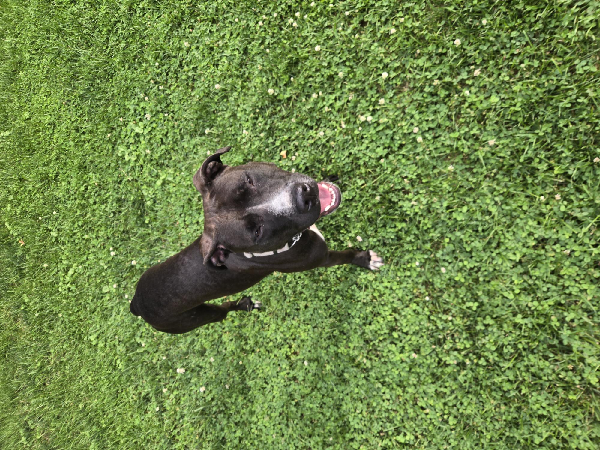 View Juno the Dog Photo #16