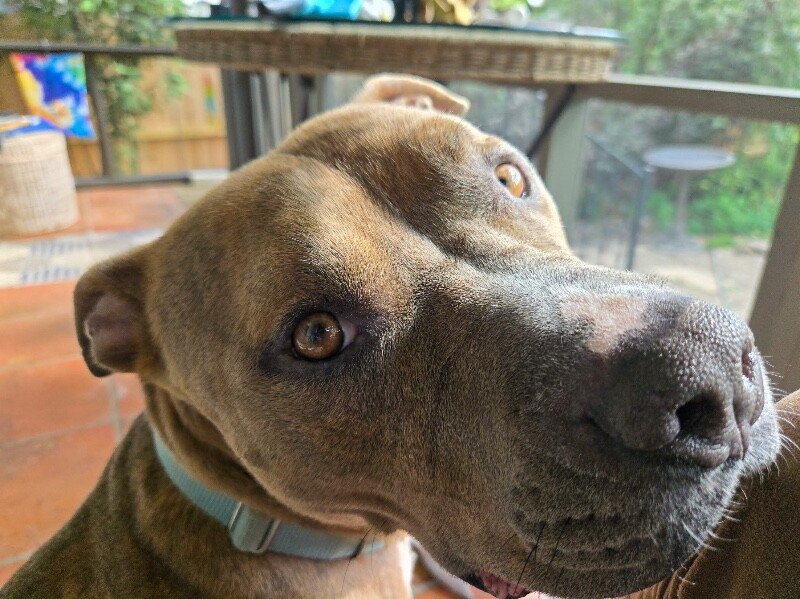View Night Reign the Dog Photo #5