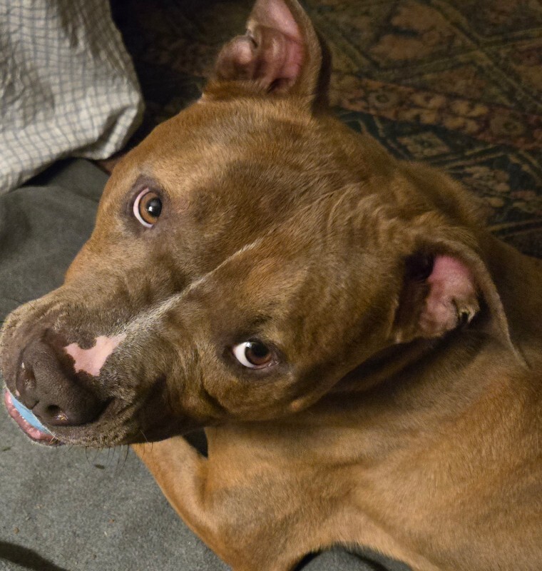 View Night Reign the Dog Photo #4