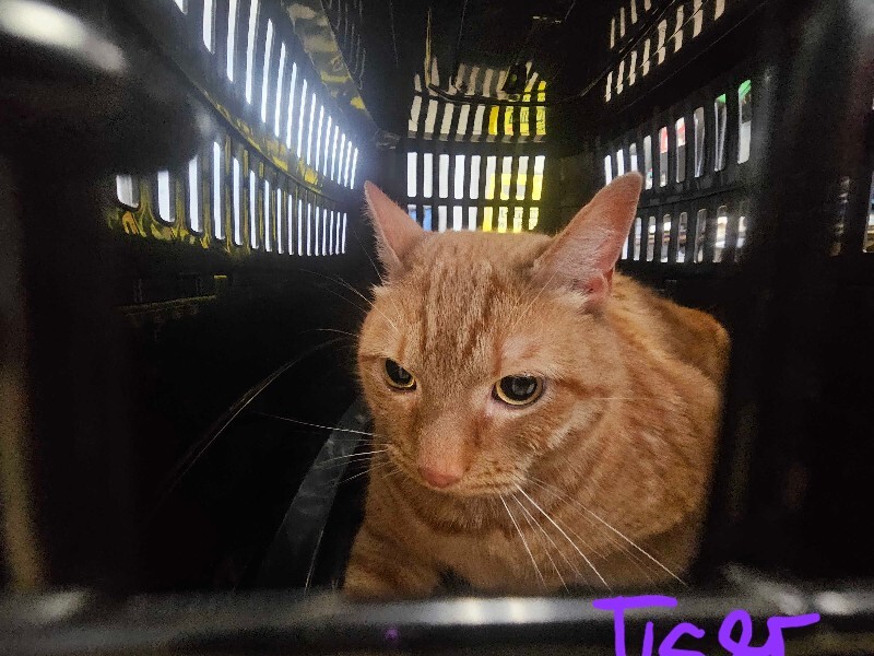 View Tiger the Cat Photo #2