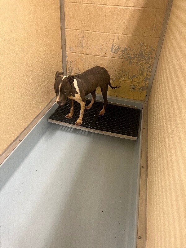 View Cardi B the Dog Photo #4