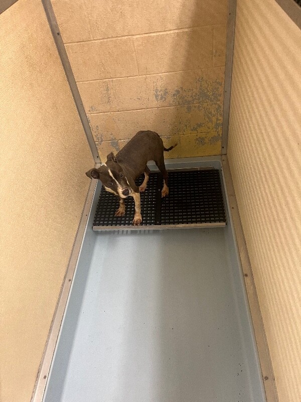 View Cardi B the Dog Photo #3