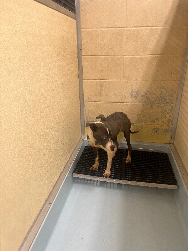 View Cardi B the Dog Photo #5