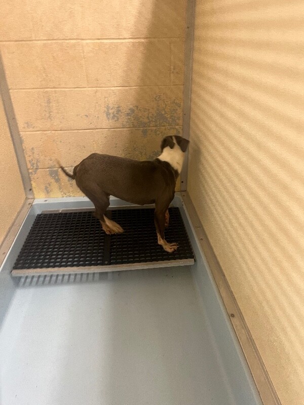 View Cardi B the Dog Photo #2