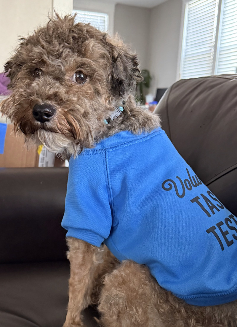 View Shaggy the Dog Photo #2