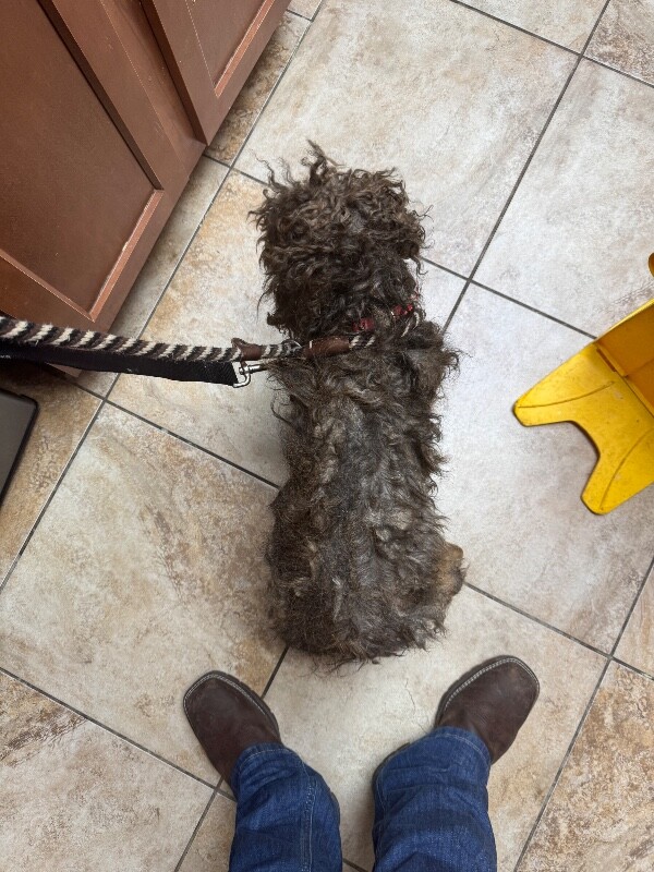 View Shaggy the Dog Photo #6