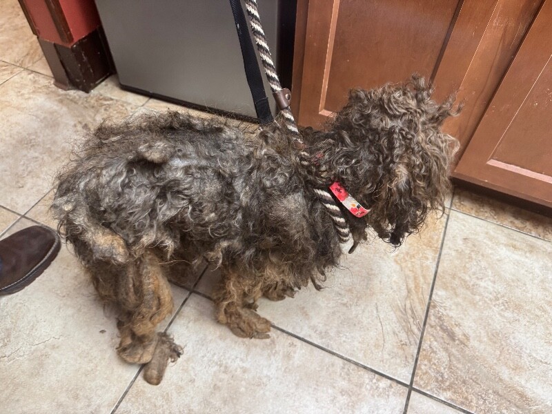 View Shaggy the Dog Photo #4