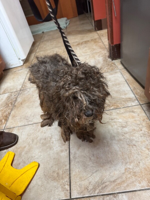 View Shaggy the Dog Photo #5