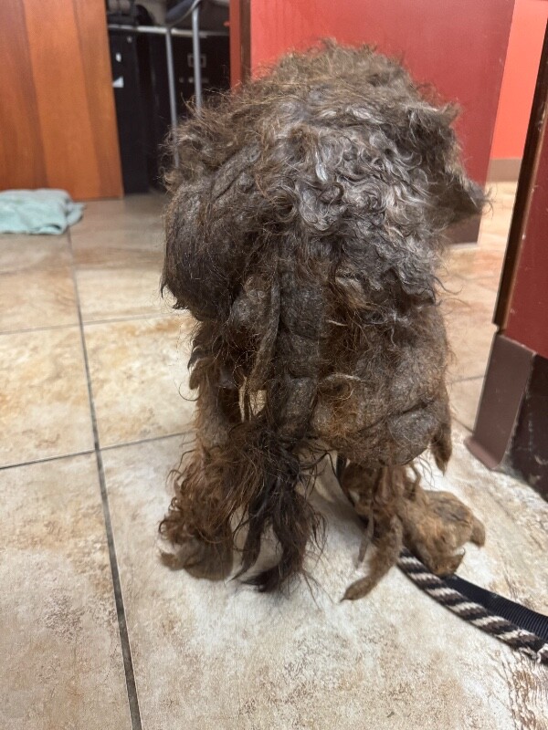 View Shaggy the Dog Photo #3