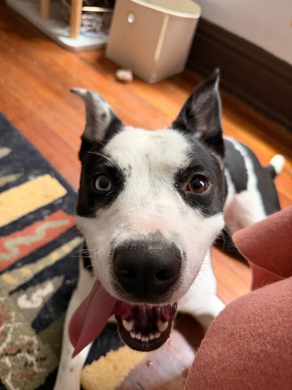 Gumbo - Dog