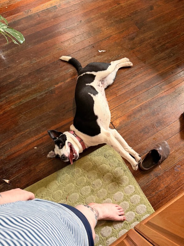 View Gumbo the Dog Photo #6