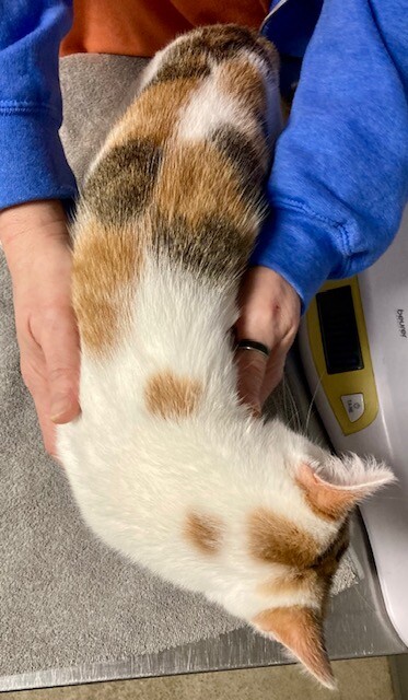 View Clover the Cat Photo #3