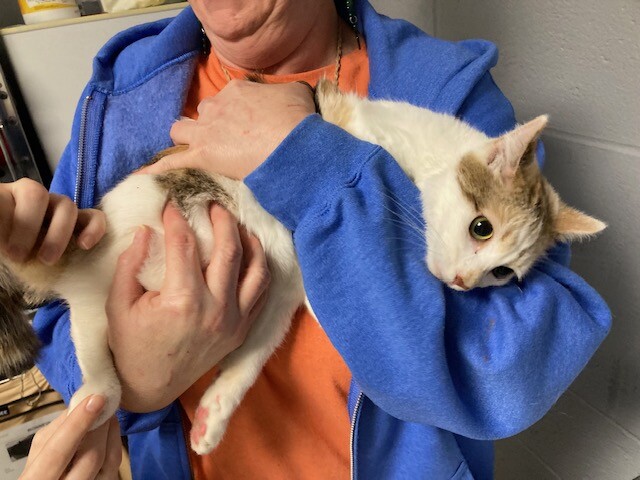 View Clover the Cat Photo #4