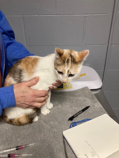 View Clover the Cat Photo #5