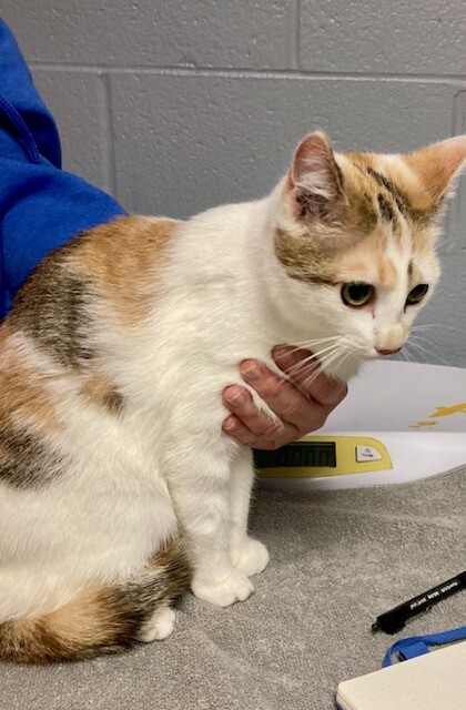 View Clover the Cat Photo #6