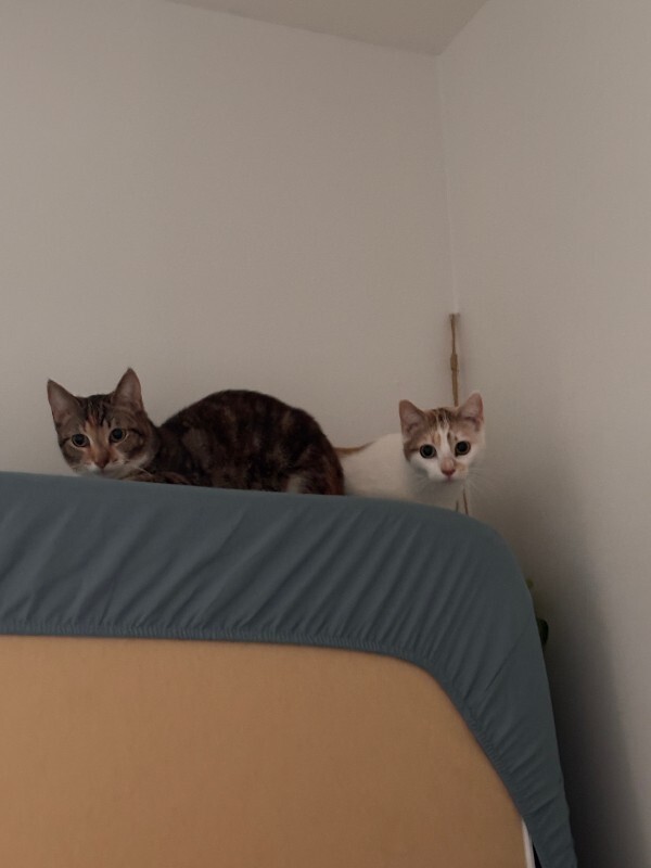 View Charm the Cat Photo #3