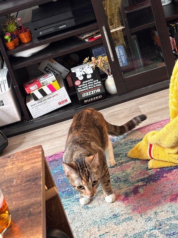 View Charm the Cat Photo #2