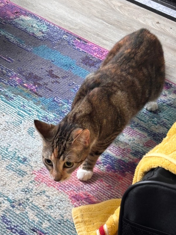Charm - Cat
