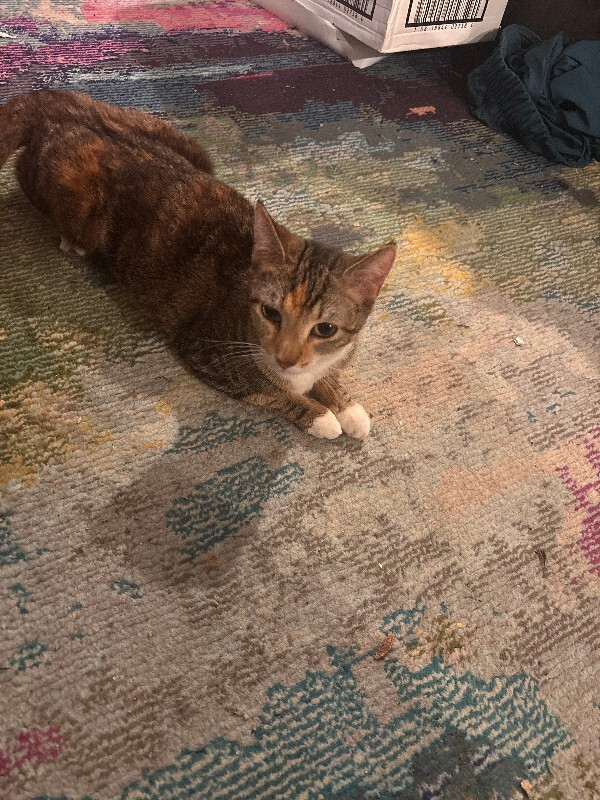 View Charm the Cat Photo #8