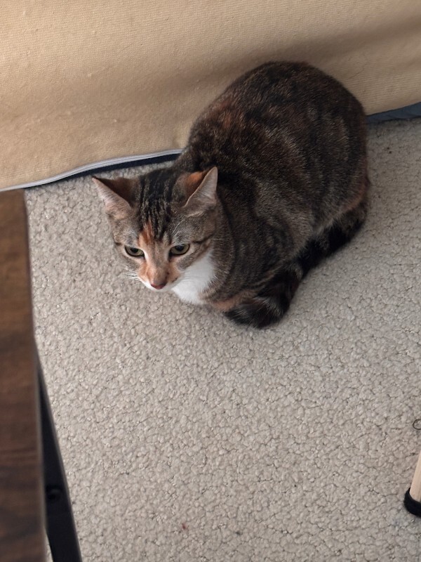 View Charm the Cat Photo #9