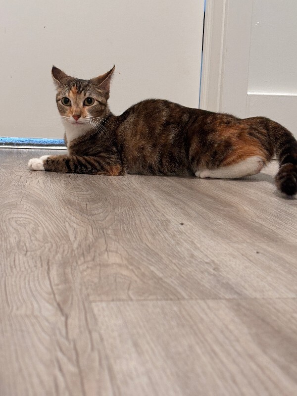 View Charm the Cat Photo #10
