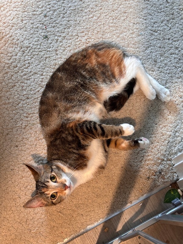 View Charm the Cat Photo #11