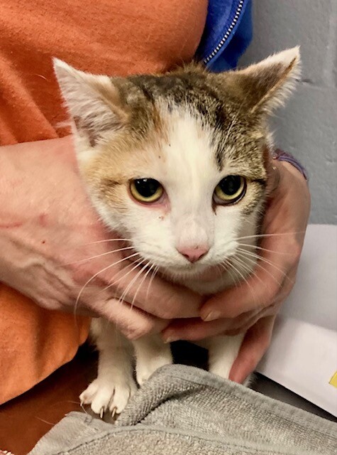 View Celtic the Cat Photo #5