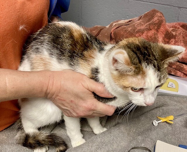 View Celtic the Cat Photo #4