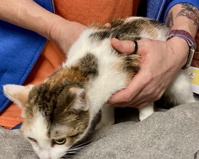 View Celtic the Cat Photo #3