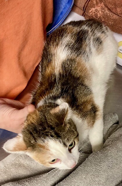 View Celtic the Cat Photo #2