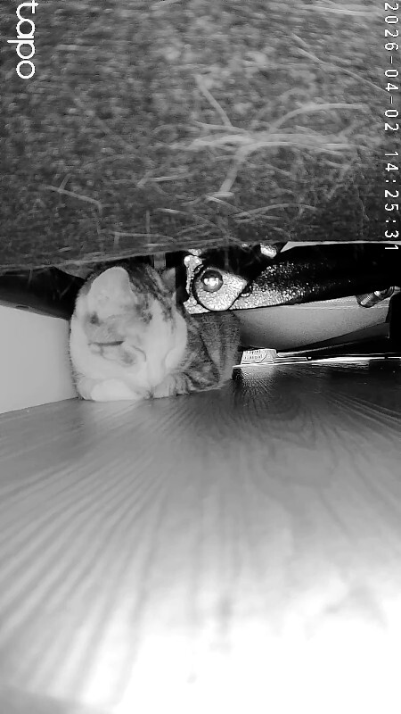 View Leprechaun the Cat Photo #6